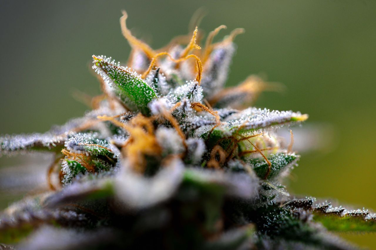 About Close-up of cannabis bud showing frosty trichomes in a serene outdoor setting.
