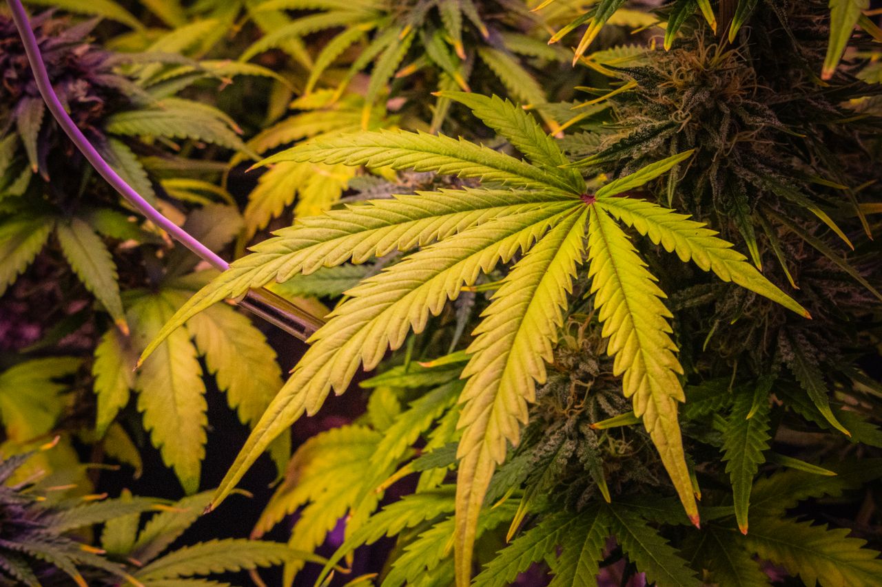 About Detailed view of lush cannabis leaves showcasing bright green colors in indoor cultivation.